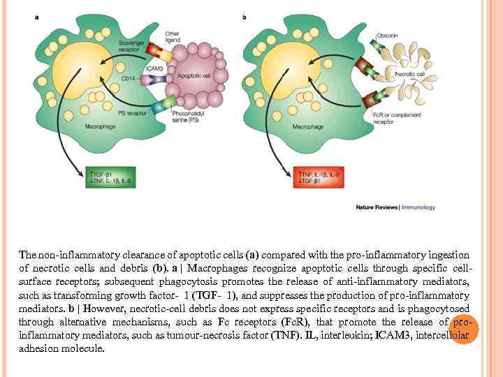 The non-inflammatory clearance of apoptotic cells (a) compared with the pro-inflammatory ingestion of necrotic