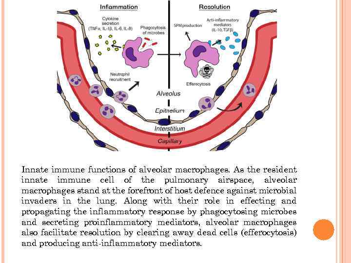 Innate immune functions of alveolar macrophages. As the resident innate immune cell of the