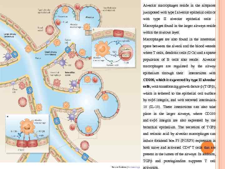 Alveolar macrophages reside in the airspaces juxtaposed with type I alveolar epithelial cells or