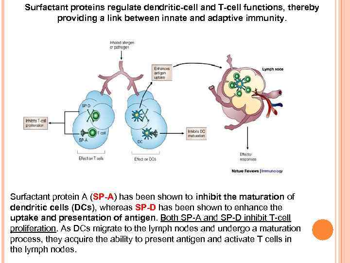 Surfactant proteins regulate dendritic-cell and T-cell functions, thereby providing a link between innate and