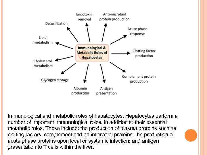 Immunological and metabolic roles of hepatocytes. Hepatocytes perform a number of important immunological roles,