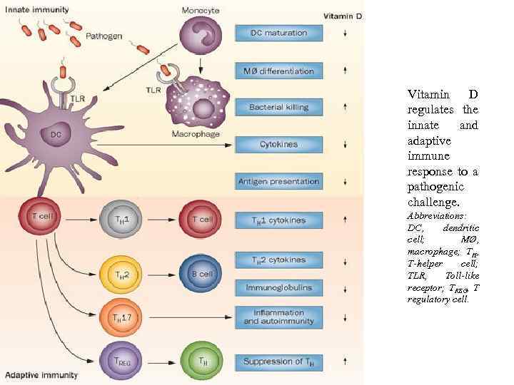 Vitamin D regulates the innate and adaptive immune response to a pathogenic challenge. Abbreviations: