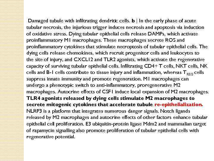  Damaged tubule with infiltrating dendritic cells. b | In the early phase of