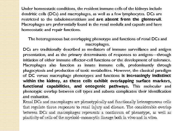 Under homeostatic conditions, the resident immune cells of the kidneys include dendritic cells (DCs)