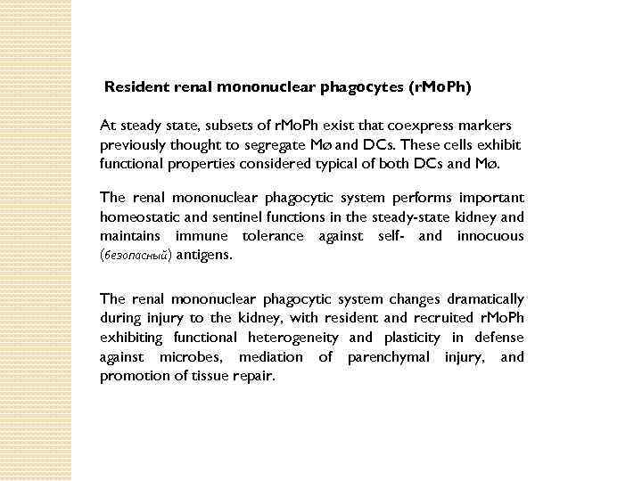 Resident renal mononuclear phagocytes (r. Mo. Ph) At steady state, subsets of r. Mo.