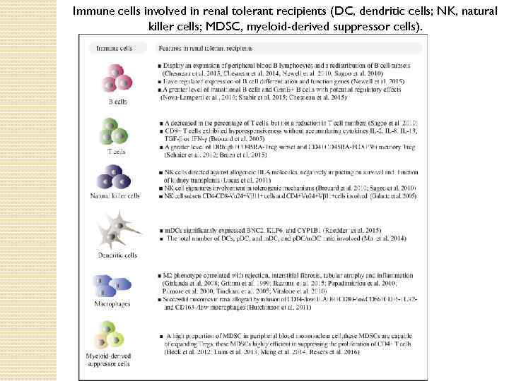 Immune cells involved in renal tolerant recipients (DC, dendritic cells; NK, natural killer cells;