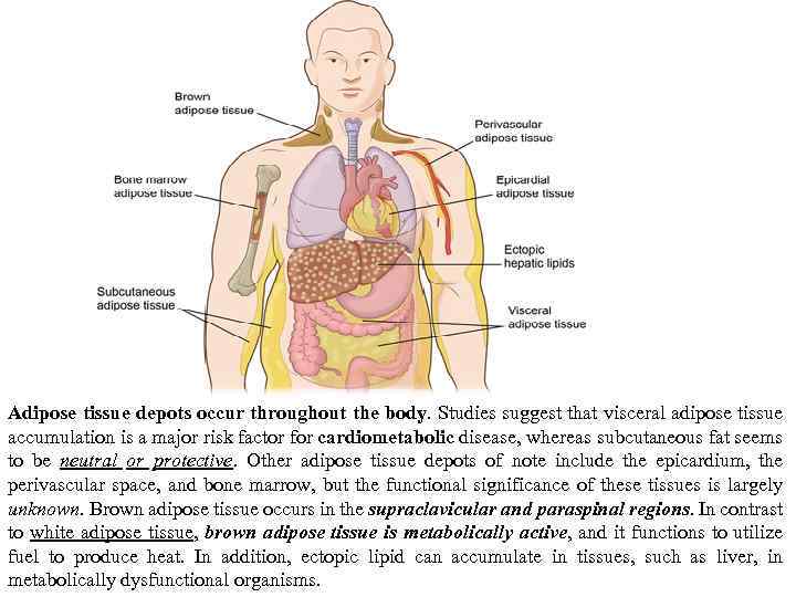 Adipose tissue depots occur throughout the body. Studies suggest that visceral adipose tissue accumulation