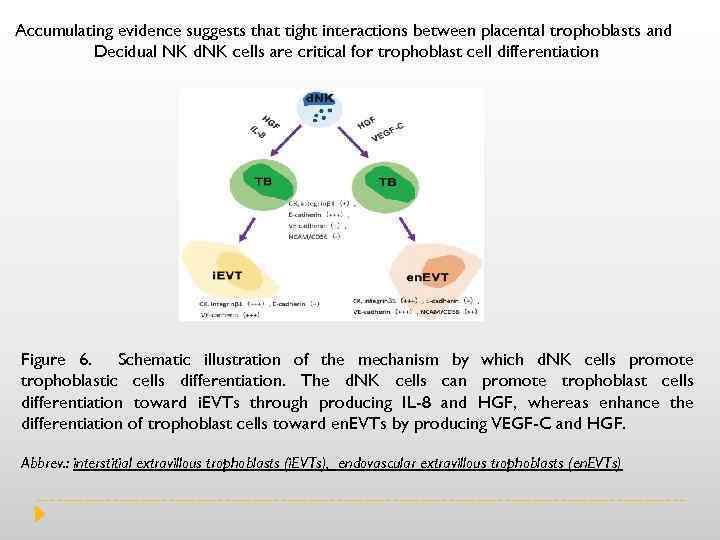 Accumulating evidence suggests that tight interactions between placental trophoblasts and Decidual NK d. NK