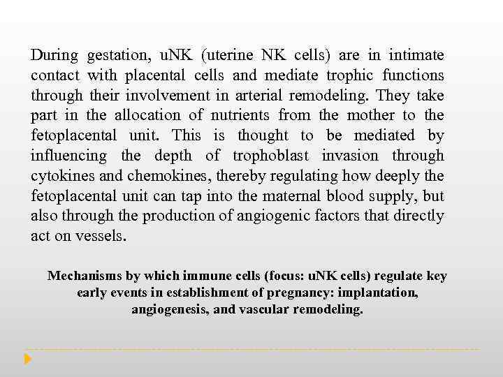 During gestation, u. NK (uterine NK cells) are in intimate contact with placental cells