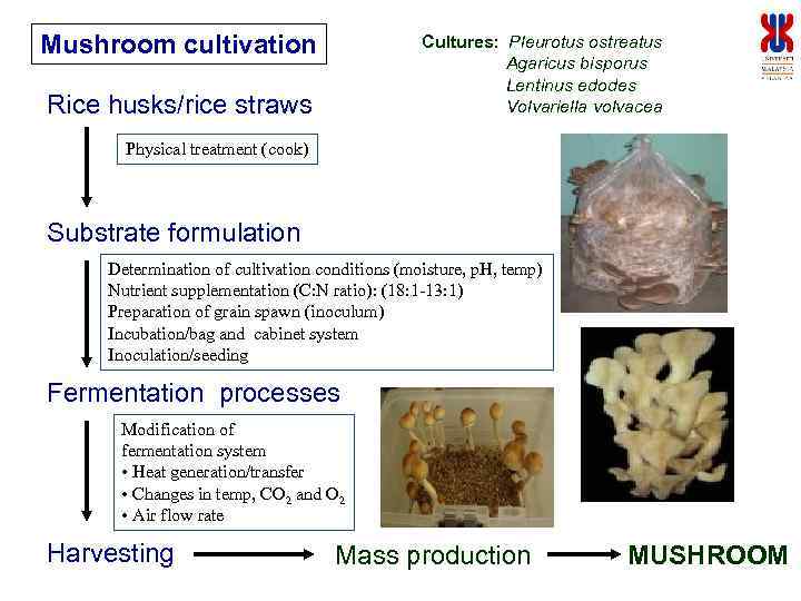 Mushroom cultivation Cultures: Pleurotus ostreatus Agaricus bisporus Lentinus edodes Volvariella volvacea Rice husks/rice straws