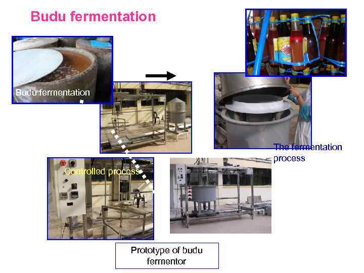 Budu fermentation The fermentation process Controlled process Prototype of budu fermentor The scale up