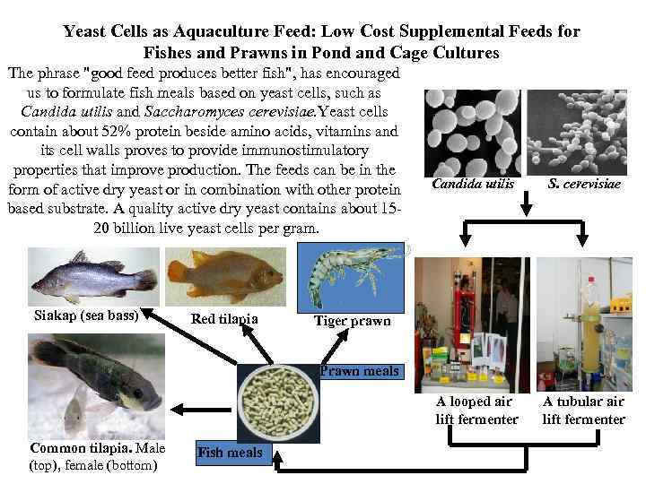 Yeast Cells as Aquaculture Feed: Low Cost Supplemental Feeds for Fishes and Prawns in