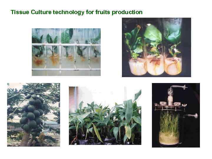 Tissue Culture technology for fruits production 