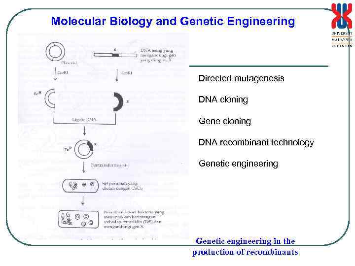 Molecular Biology and Genetic Engineering Directed mutagenesis DNA cloning Gene cloning DNA recombinant technology