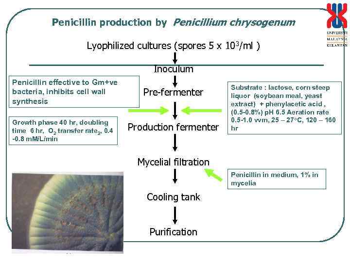 Penicillin production by Penicillium chrysogenum Lyophilized cultures (spores 5 x 103/ml ) Inoculum Penicillin
