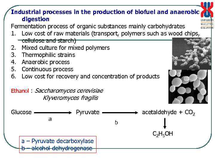 Industrial processes in the production of biofuel and anaerobic digestion Fermentation process of organic