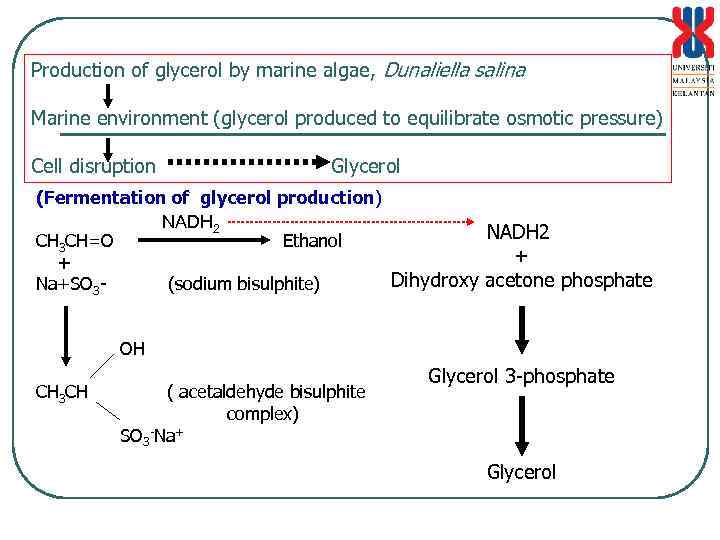 Production of glycerol by marine algae, Dunaliella salina Marine environment (glycerol produced to equilibrate
