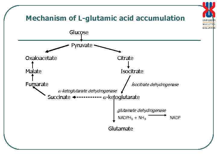 Mechanism of L-glutamic acid accumulation Glucose Pyruvate Oxaloacetate Citrate Malate Isocitrate isocitrate dehydrogenase Fumarate