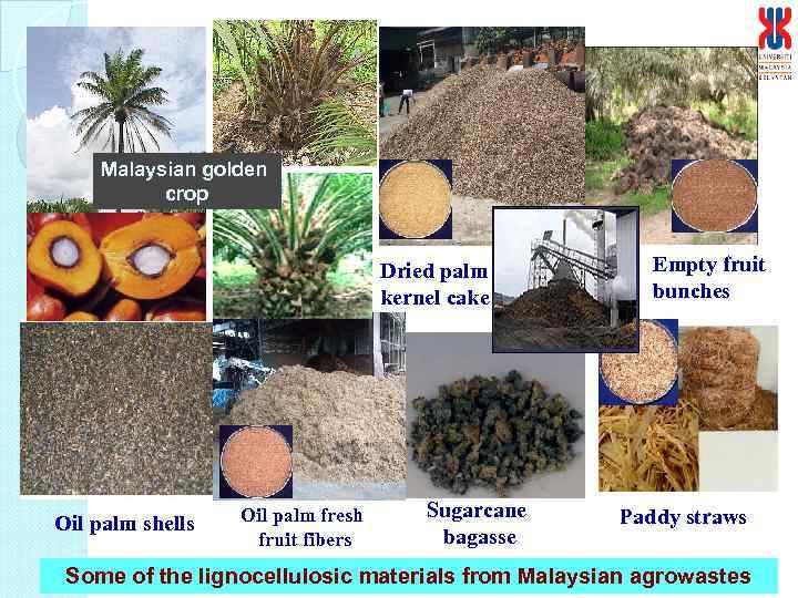 Malaysian golden crop Dried palm kernel cake Oil palm shells Oil palm fresh fruit