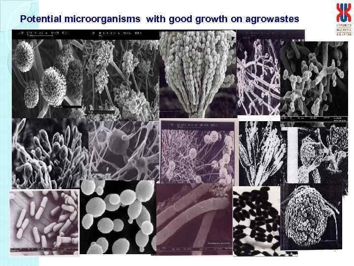 Potential microorganisms with good growth on agrowastes 