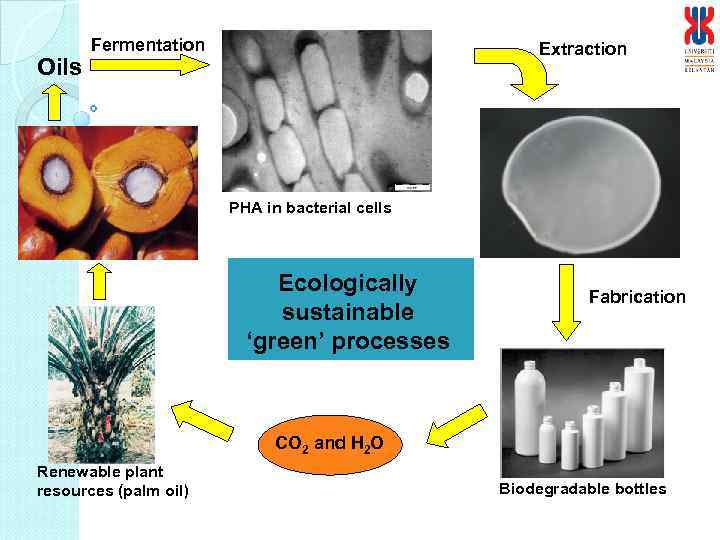 Oils Fermentation Extraction PHA in bacterial cells Ecologically sustainable ‘green’ processes Fabrication CO 2