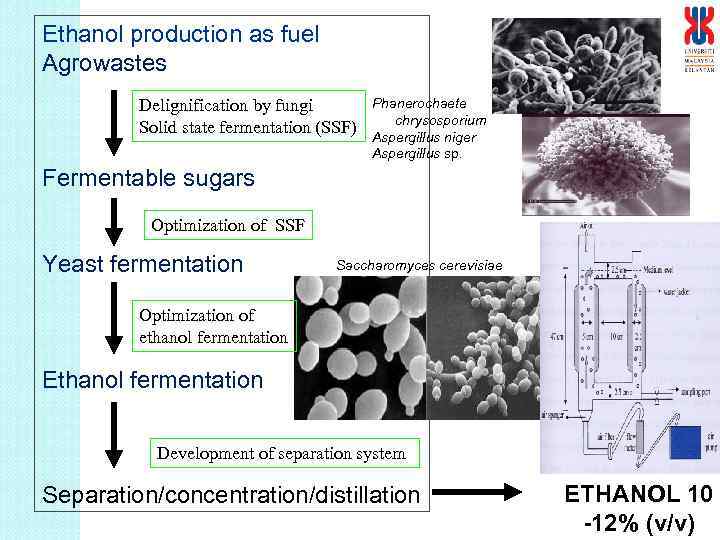 Ethanol production as fuel Agrowastes Delignification by fungi Solid state fermentation (SSF) Phanerochaete chrysosporium