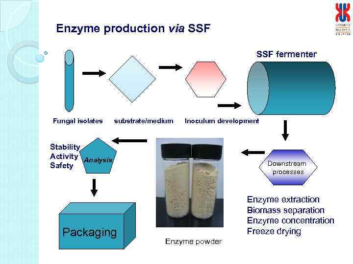 Enzyme production via SSF fermenter Fungal isolates substrate/medium Inoculum development Stability Activity Analysis Safety