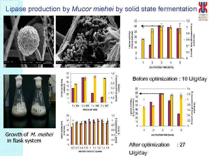 Lipase production by Mucor miehei by solid state fermentation Before optimization : 10 U/g/day