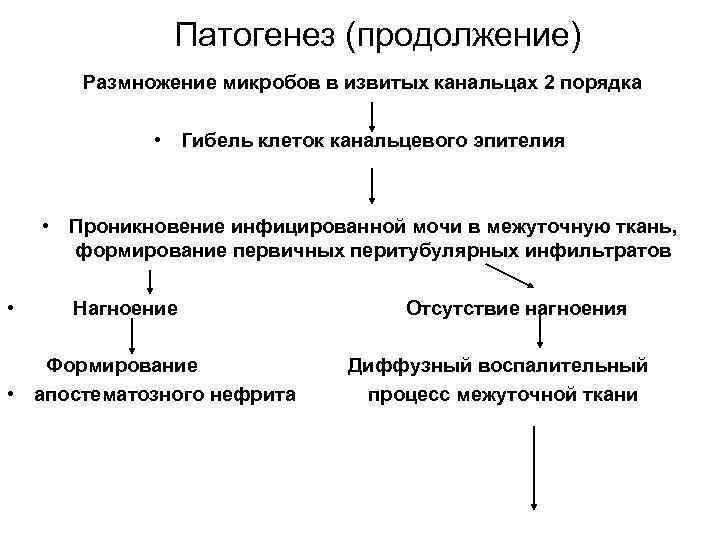 Патогенез (продолжение) Размножение микробов в извитых канальцах 2 порядка • Гибель клеток канальцевого эпителия