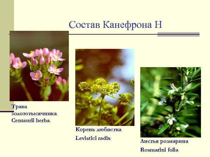 Состав Канефрона Н Трава золототысячника Centaurii herba Корень любистка Levistici radix Листья розмарина Rosmarini