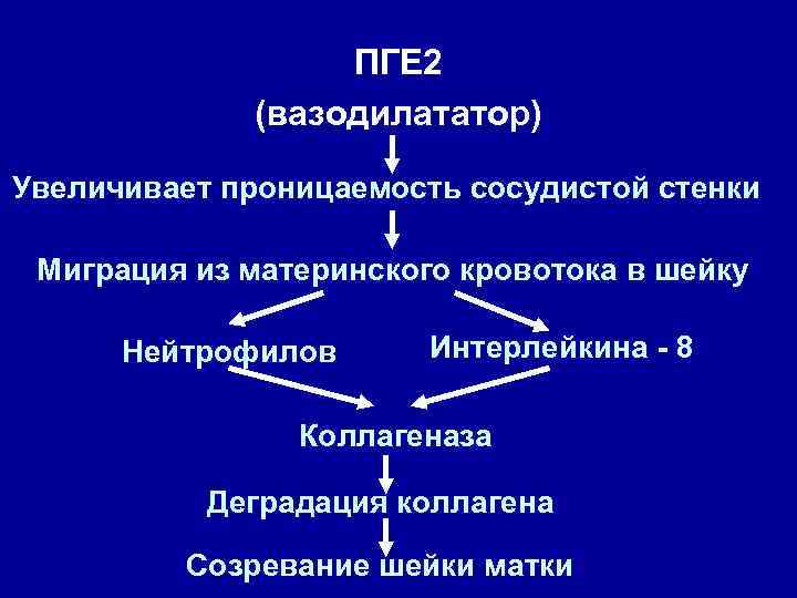 ПГЕ 2 (вазодилататор) Увеличивает проницаемость сосудистой стенки Миграция из материнского кровотока в шейку Нейтрофилов