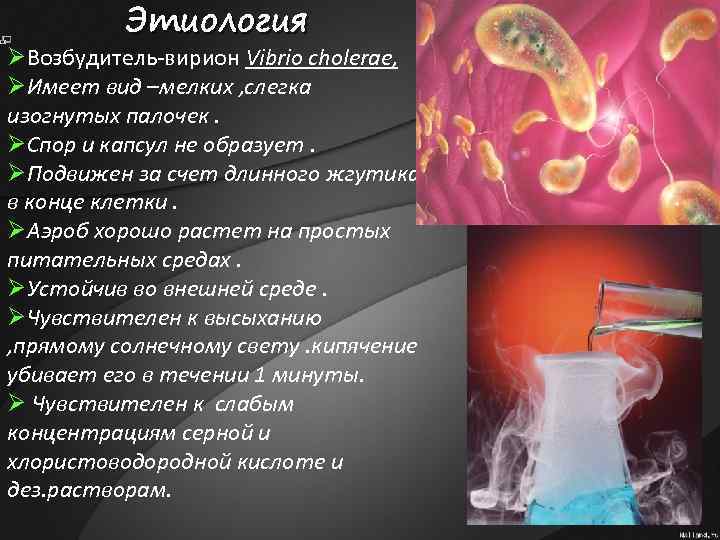 Этиология ØВозбудитель-вирион Vibrio cholerae, ØИмеет вид –мелких , слегка изогнутых палочек. ØСпор и капсул