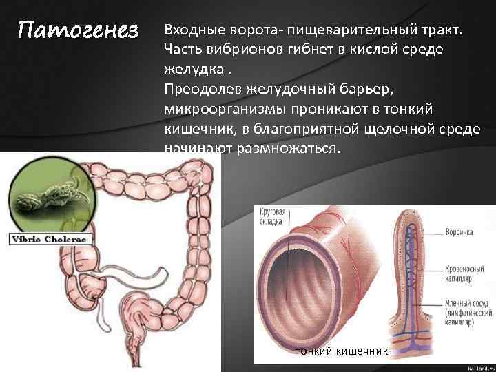 Патогенез Входные ворота- пищеварительный тракт. Часть вибрионов гибнет в кислой среде желудка. Преодолев желудочный