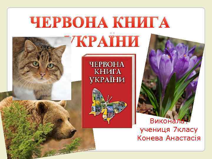 ЧЕРВОНА КНИГА УКРАЇНИ Виконала: учениця 7 класу Конева Анастасія 