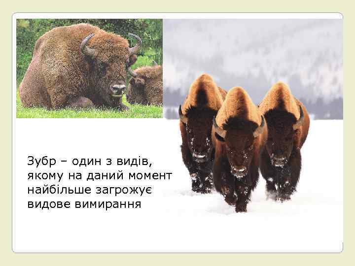 Зубр – один з видів, якому на даний момент найбільше загрожує видове вимирання 