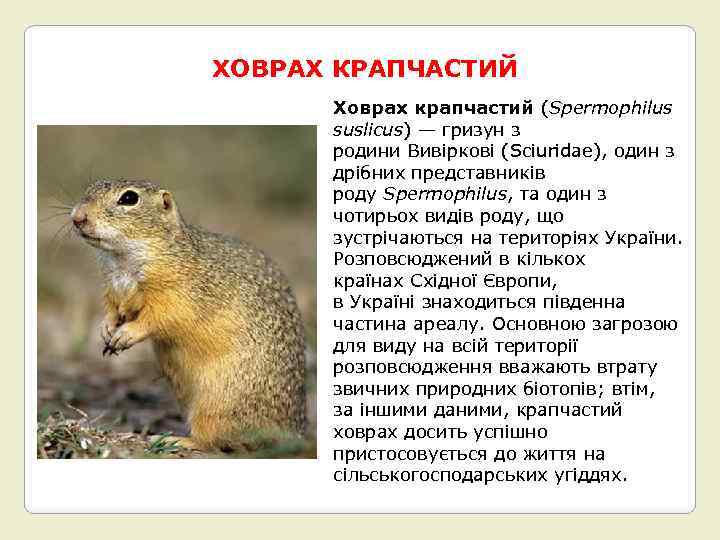 ХОВРАХ КРАПЧАСТИЙ Ховрах крапчастий (Spermophilus suslicus) — гризун з родини Вивіркові (Sciuridae), один з