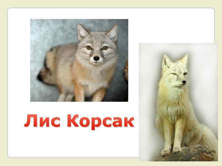 Лис Корсак 