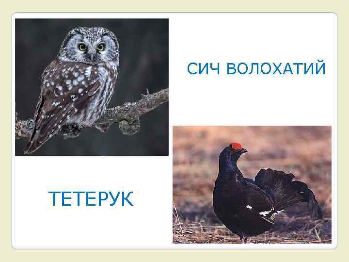 СИЧ ВОЛОХАТИЙ ТЕТЕРУК 