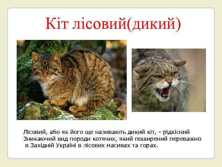 Кіт лісовий(дикий) Лісовий, або як його ще називають дикий кіт, - рідкісний Зникаючий вид