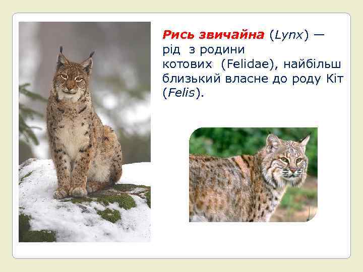 Рись звичайна (Lynx) — рід з родини котових (Felidae), найбільш близький власне до роду