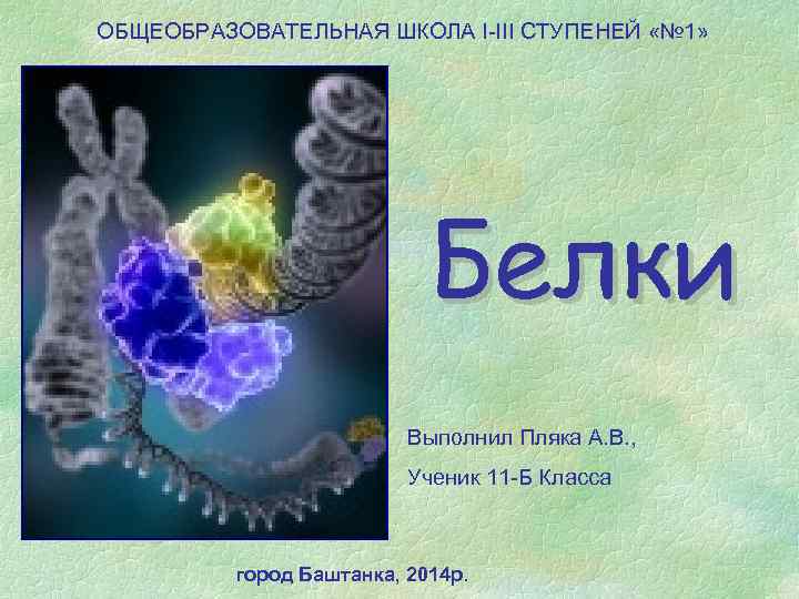 ОБЩЕОБРАЗОВАТЕЛЬНАЯ ШКОЛА I-III СТУПЕНЕЙ «№ 1» Белки Выполнил Пляка А. В. , Ученик 11