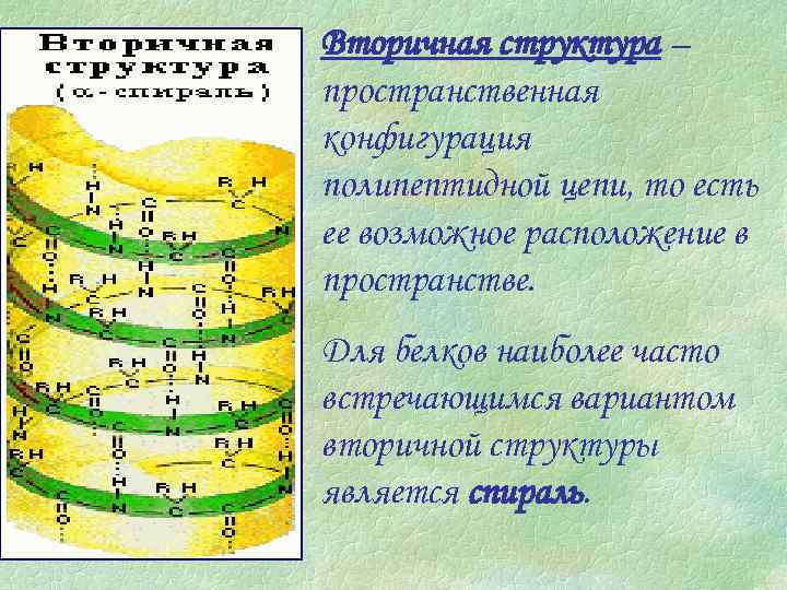 Вторичная структура – пространственная конфигурация полипептидной цепи, то есть ее возможное расположение в пространстве.