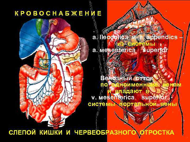 КРОВОСНАБЖЕНИЕ a. Ileocolica и a. аppendics – из системы a. мesenterica superior Венозный отток