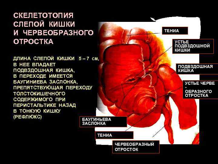СКЕЛЕТОТОПИЯ СЛЕПОЙ КИШКИ И ЧЕРВЕОБРАЗНОГО ОТРОСТКА ТЕНИА УСТЬЕ ПОДВЗДОШНОЙ КИШКИ ДЛИНА СЛЕПОЙ КИШКИ 5