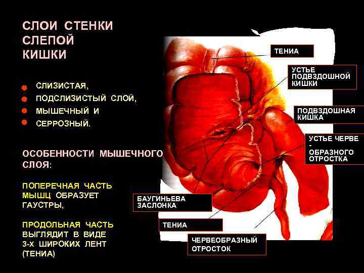 СЛОИ СТЕНКИ СЛЕПОЙ КИШКИ ТЕНИА УСТЬЕ ПОДВЗДОШНОЙ КИШКИ СЛИЗИСТАЯ, ПОДСЛИЗИСТЫЙ СЛОЙ, МЫШЕЧНЫЙ И ПОДВЗДОШНАЯ