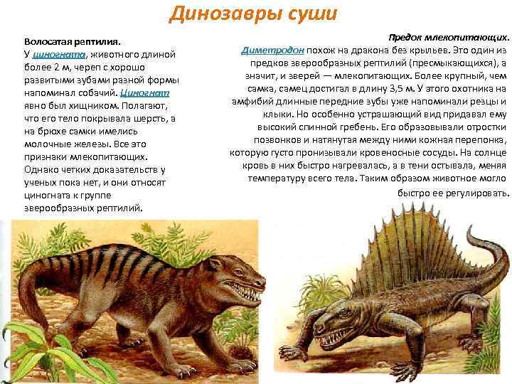 Зверозубый ящер переходная. Предки млекопитающих зверозубые ящеры. Динозавры описание для детей. Признаки зверозубых рептилий. Динозавры это млекопитающие или пресмыкающиеся.