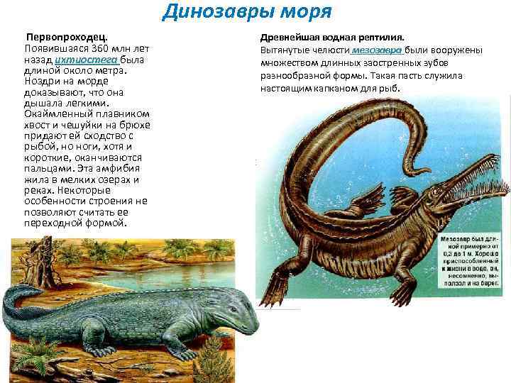 Динозавры моря Первопроходец. Появившаяся 360 млн лет назад ихтиостега была длиной около метра. Ноздри