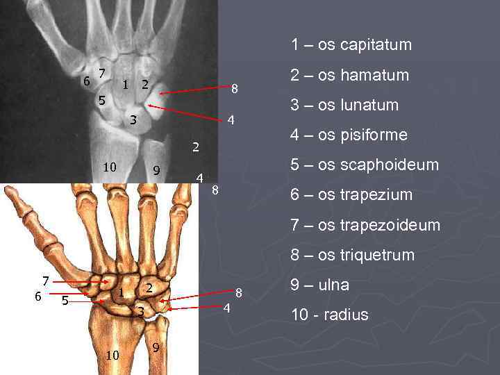 1 – os capitatum 6 7 1 2 8 5 3 4 9 4