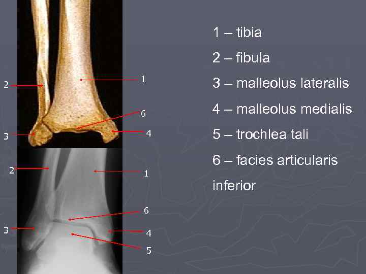 Facies medialis dentium incisivorum et caninorum