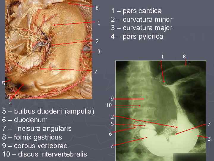 8 1 2 1 – pars cardica 2 – curvatura minor 3 – curvatura